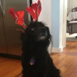 Dog in Christmas hat